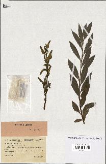 spécimen de Salix alba