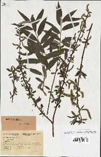 spécimen de Salix alba