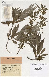 spécimen de Salix alba