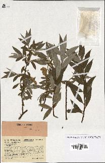 spécimen de Salix alba