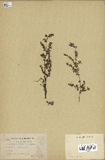 spécimen de Euphorbia maculata