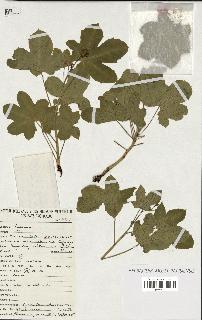 spécimen de Jatropha chevalieri