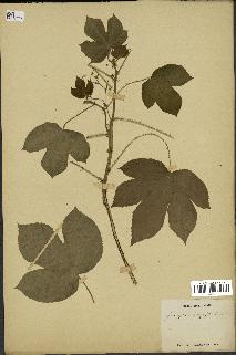 spécimen de Jatropha gossypiifolia