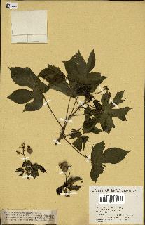 spécimen de Jatropha gossypiifolia