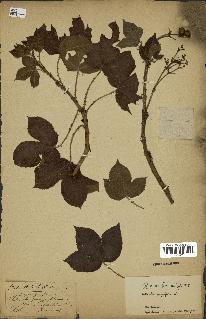 spécimen de Jatropha gossypiifolia