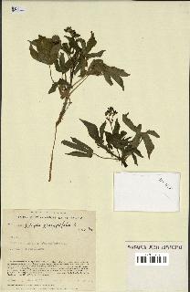 spécimen de Jatropha gossypiifolia