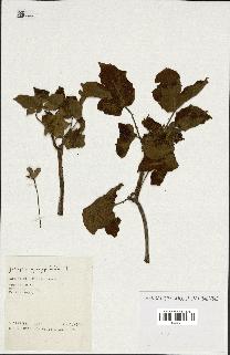 spécimen de Jatropha gossypiifolia