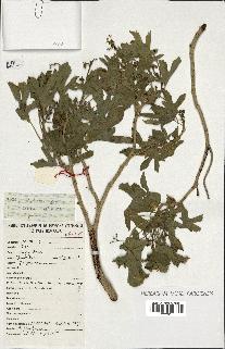 spécimen de Jatropha glauca