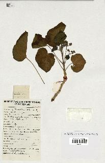 spécimen de Jatropha curcas