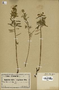 spécimen de Euphorbia lucida x cyparissias