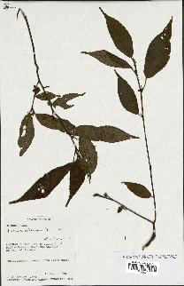 spécimen de Acalypha filiformis