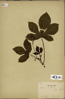 spécimen de Jatropha gossypiifolia