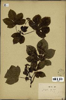 spécimen de Jatropha gossypiifolia