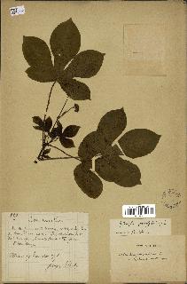 spécimen de Jatropha gossypiifolia