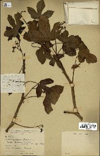 spécimen de Jatropha gossypiifolia