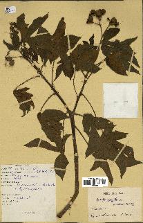 spécimen de Jatropha gossypiifolia