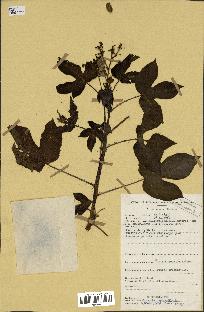 spécimen de Jatropha gossypiifolia