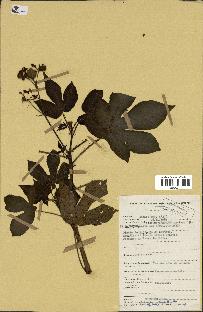 spécimen de Jatropha gossypiifolia