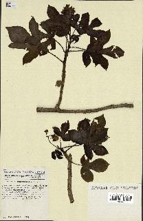 spécimen de Jatropha gossypiifolia