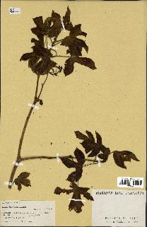 spécimen de Jatropha gossypiifolia