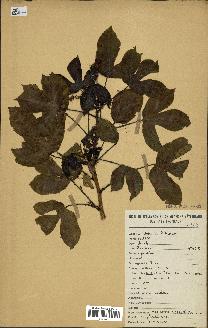 spécimen de Jatropha gossypiifolia