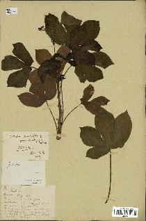 spécimen de Jatropha gossypiifolia