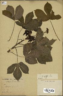 spécimen de Jatropha gossypiifolia