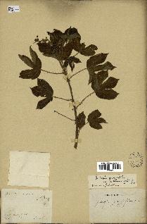 spécimen de Jatropha gossypiifolia