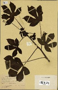 spécimen de Jatropha gossypiifolia