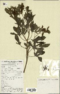 spécimen de Jatropha glauca