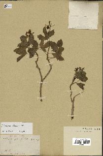 spécimen de Jatropha glauca