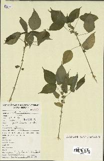 spécimen de Acalypha ciliata