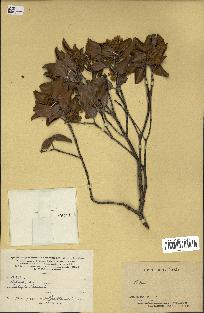 spécimen de Codia microphylla