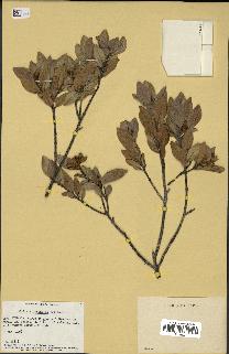 spécimen de Codia microphylla