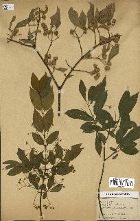 spécimen de Euonymus europaeus