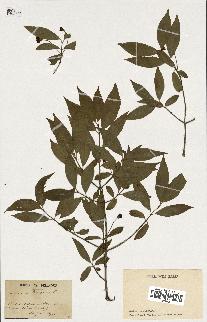 spécimen de Euonymus europaeus