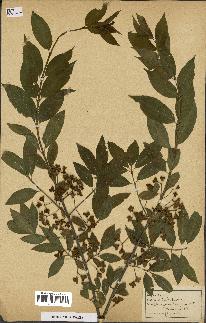 spécimen de Euonymus europaeus