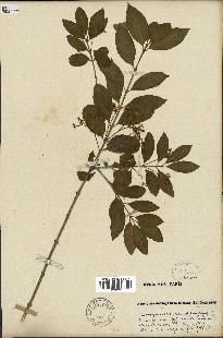 spécimen de Euonymus europaeus