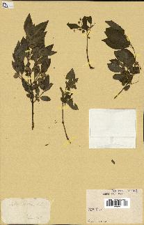 spécimen de Euonymus europaeus