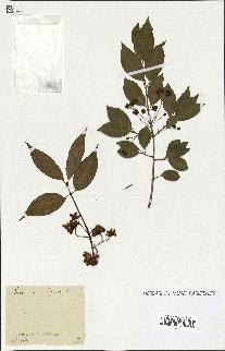 spécimen de Euonymus europaeus