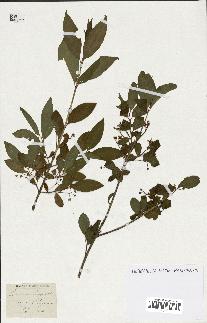 spécimen de Euonymus europaeus