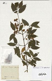 spécimen de Euonymus europaeus