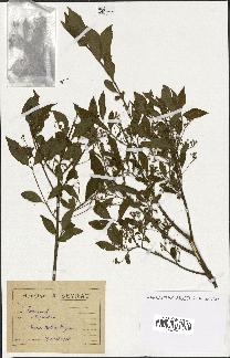 spécimen de Euonymus europaeus