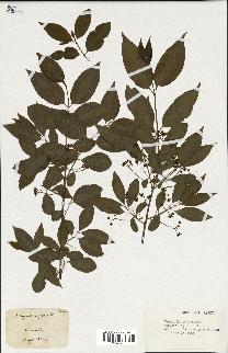 spécimen de Euonymus europaeus