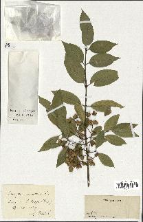 spécimen de Euonymus europaeus