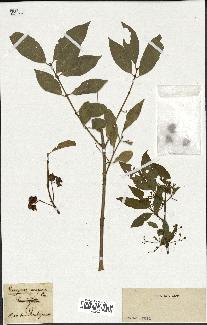 spécimen de Euonymus europaeus