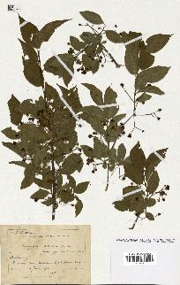 spécimen de Euonymus europaeus