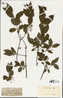 spécimen de Euonymus europaeus