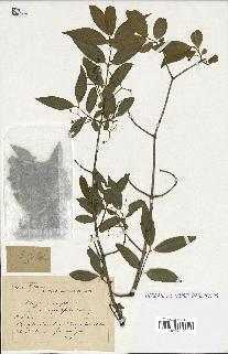 spécimen de Euonymus europaeus