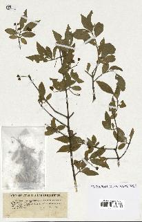 spécimen de Euonymus europaeus